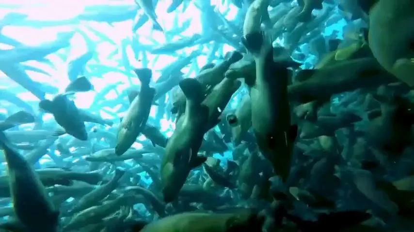 Underwater view of a dense school of farmed fish